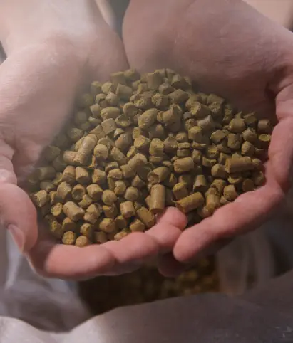 Diversos grãos, como feijão e arroz, essenciais para a alimentação de qualidade.