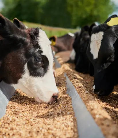 Açúcares em diferentes tipos de colheres, usados na indústria alimentícia.