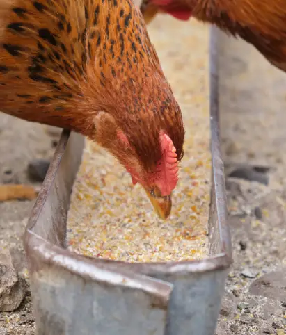 Variedade de cortes de carnes frescas, adequadas para produção alimentar.